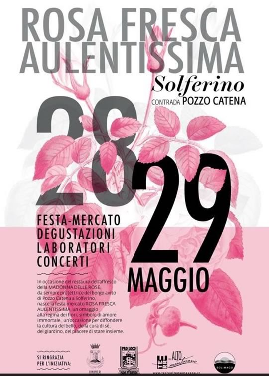 Rosa Fresca Aulentissima a Solferino