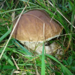 8° Sagra del Fungo a Mondaro di Pezzaze