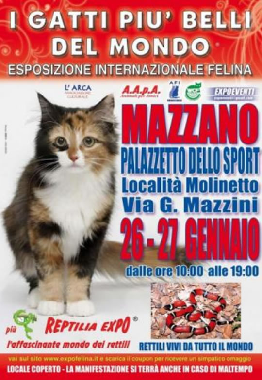 I Gatti più Belli del Mondo a Mazzano