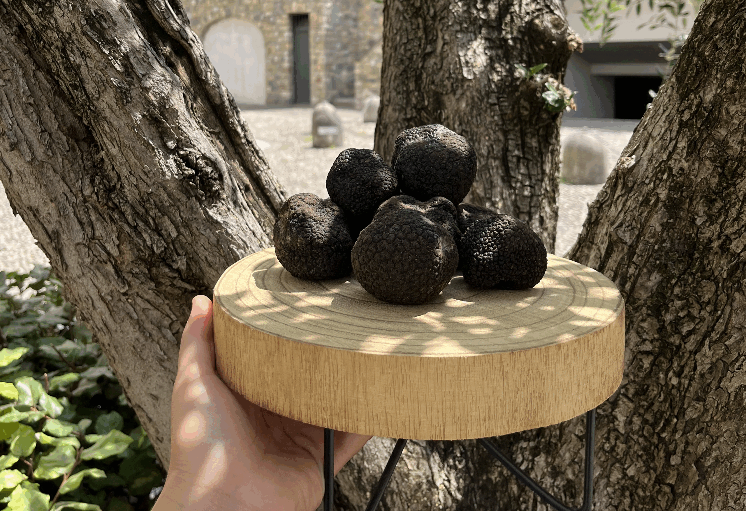 Locandina Truffle Week: il tartufo nero estivo