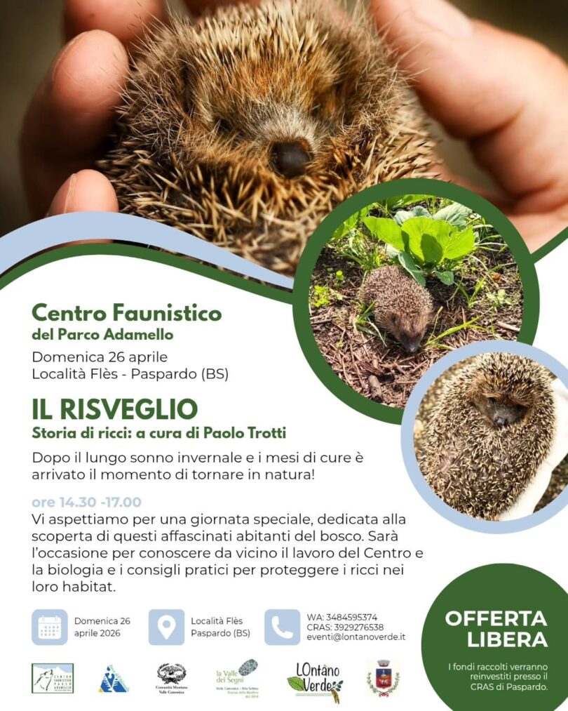 Locandina Il Risveglio