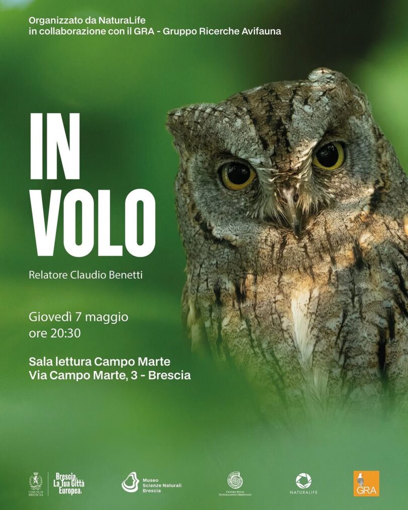 Locandina In Volo