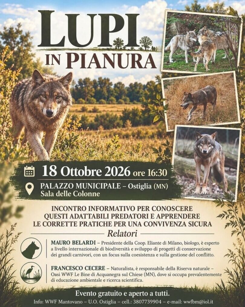 Locandina Lupi in pianura